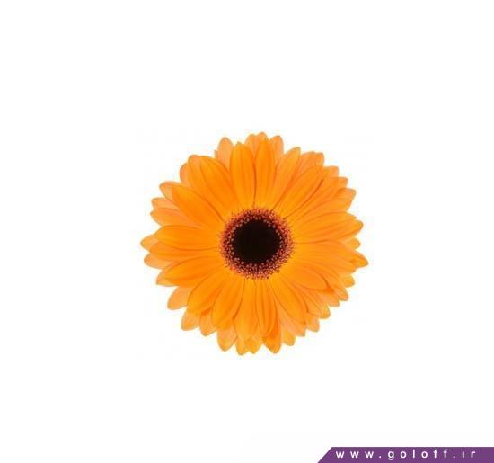 گل ژربرا گلدن سرنا - Gerbera | گل آف